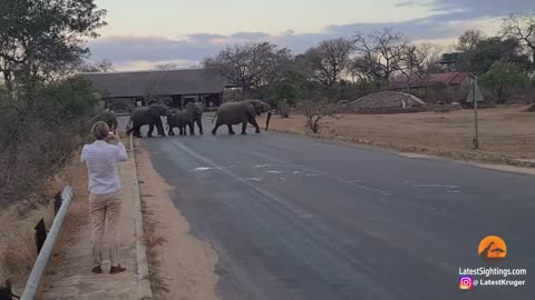 Elephants Show Tourists Why You Shouldn't Get Out Your Car