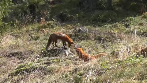 Red foxes/ wild natural life