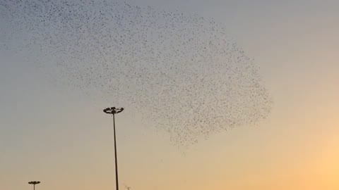 A painting drawn by starlings (starling murmurations)