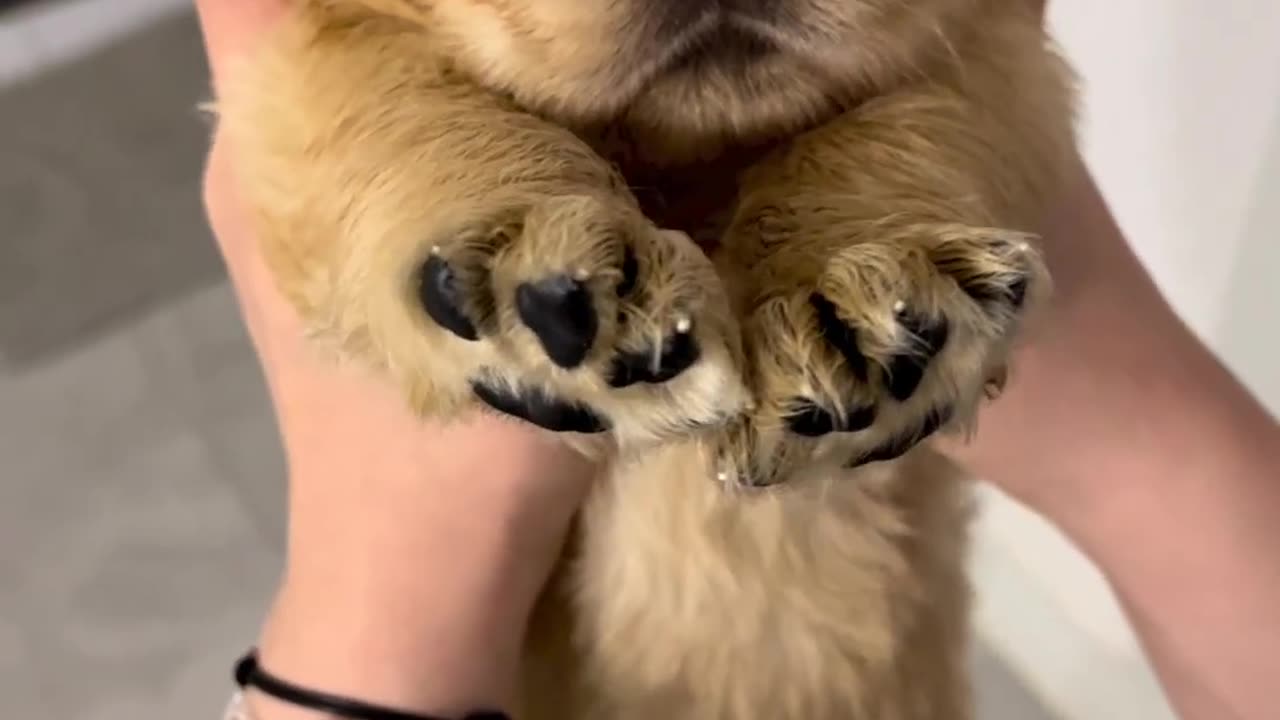 Baby German Shepard Squishy