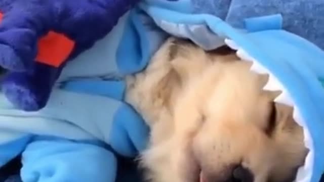 Adorable dog sleeping with cute pajamas