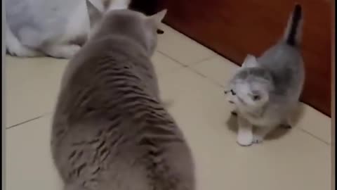 Funny Cats Video!