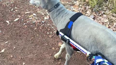 Sheep Using Wheelchair Walks for the First Time