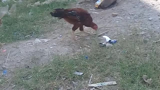 Funny animals videos