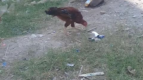 Funny animals videos