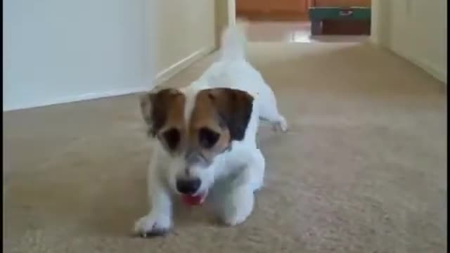 smart dog are cute and funny