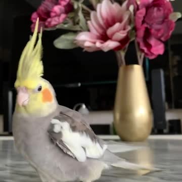 The cocktail bird sings in a wonderful voice on the table in the house