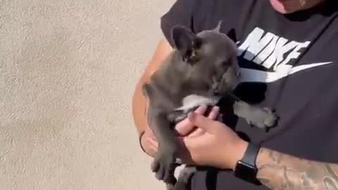 Cute dogs-- ❤️ baby dogs ---- cute and funny dog videos compilationunny,