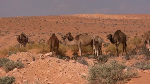 Desert camel