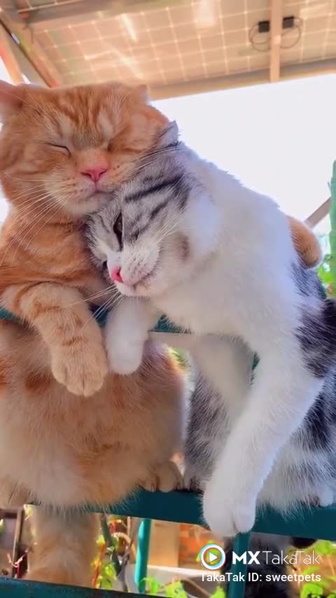 Cute cats in sad mood....