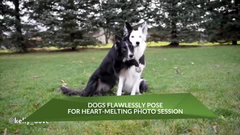 This compilation of smart dogs will leave you astonished!