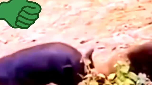 Funny animal