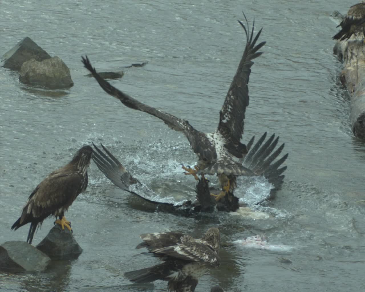 Juvenile Eagle Body Slams Adult for Some Fish