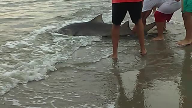 Shark Catch and Release