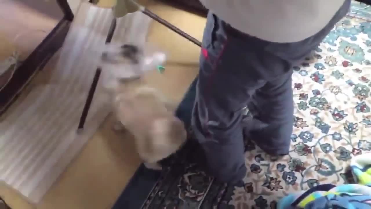 TOP 10 dog barking videos compilation. Dog barking sound - Funny dogs