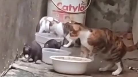Funny Animals😃How Cheeky Rat😽#Shorts