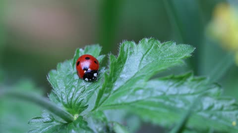 close up view of ladybug on green plant