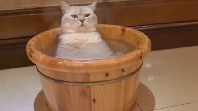 Hot bath Cat. She likes it