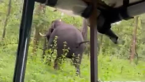 Elephant attack in jungle safari