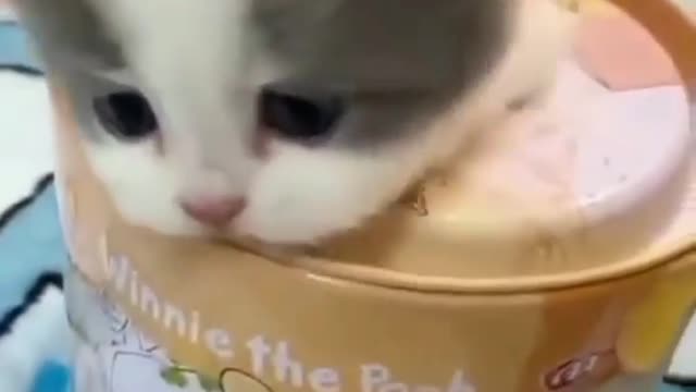 For more cut kitiies 😳