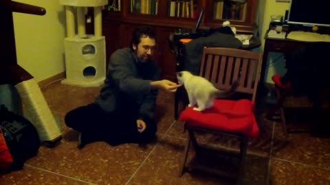 Hercules and the Cat Clicker Training_ Episode II
