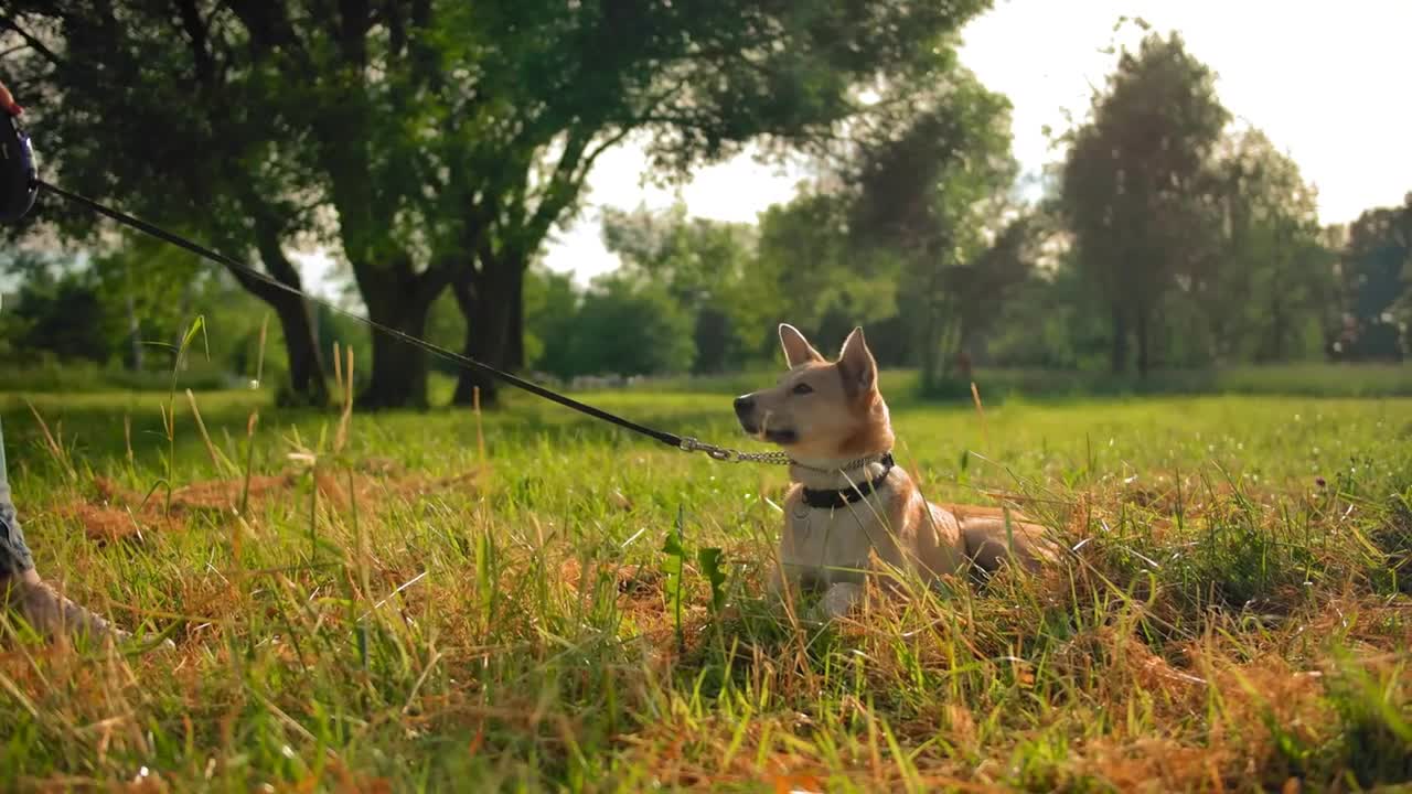 The dog is lying on the ground and scratching his back