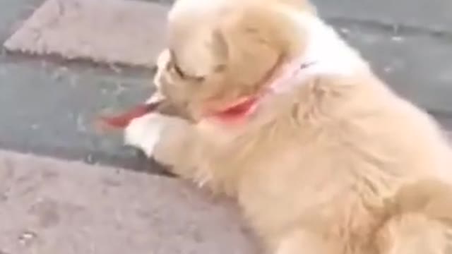 Amazing Smart Dog Funny Video🤣🤣