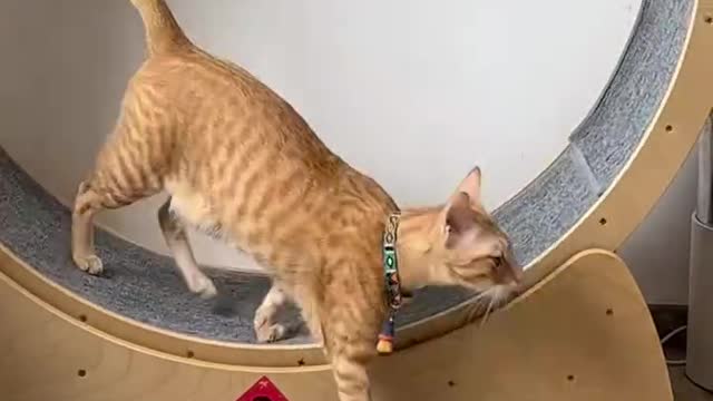 Nine out of ten orange cats are fat, and one is working out on the road