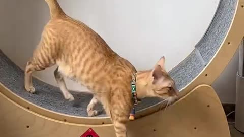 Nine out of ten orange cats are fat, and one is working out on the road