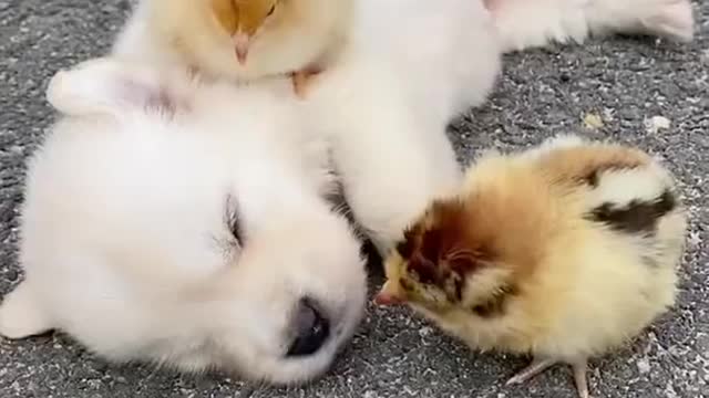 Cute dog and cute chickenš„°