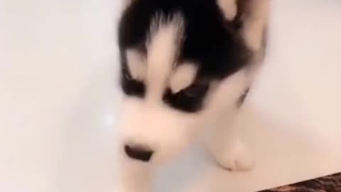 Siberian husky puppy barking