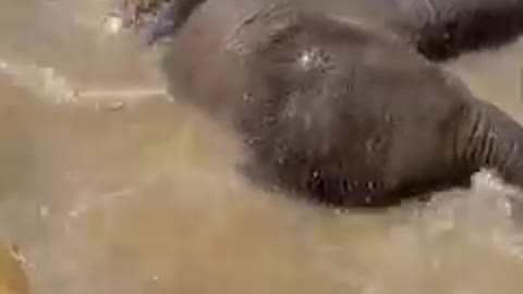 Cute baby elephant bathing.