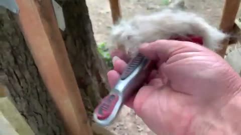 Best brush for wolf dogs.