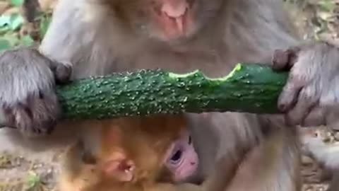 Cute baby monkey in mom's hug
