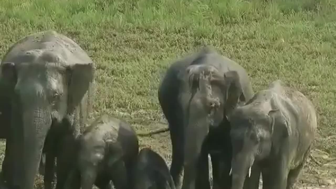 Wildlife from close view with different perspective.