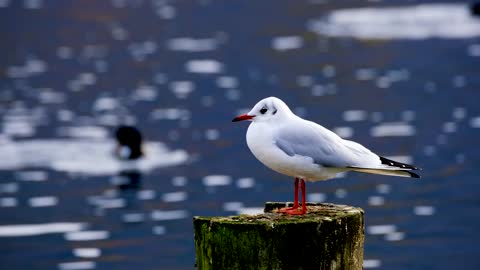 Birds | Nature |Flying Birds|birds chirping|birds singing|birdssounds|