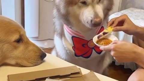 Pizza time for doggo