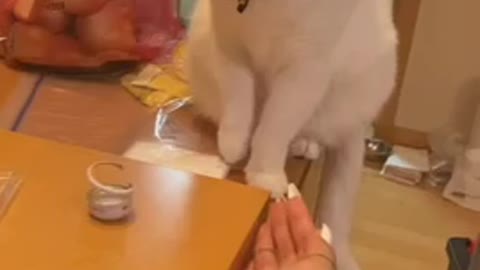 See the talent of a smart cat