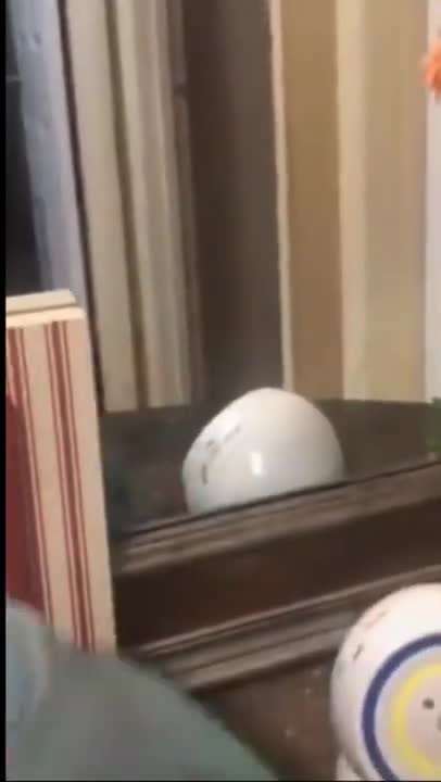 talking parrot and other talking animals #shorts