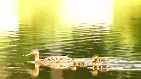 There is a flock of ducks downstream of the bridge in front of the gate, come and count, 2 4 6 7 8