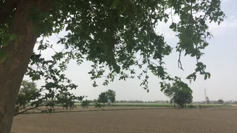 Tree in Farm Stock Footage