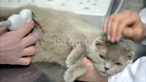 Cat got sick