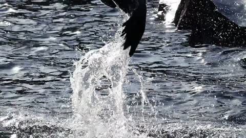 Seal filmed in slow motion