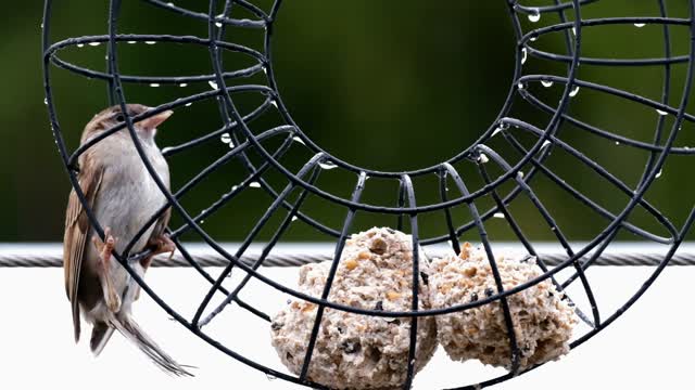 Spearling bird is a funny slippery wet rain animal