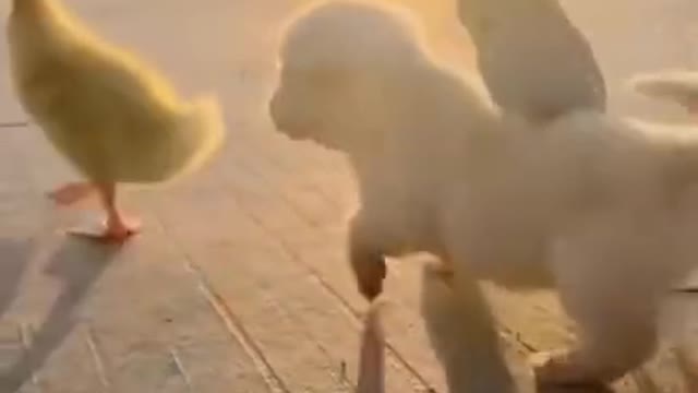 Cute dog funny video