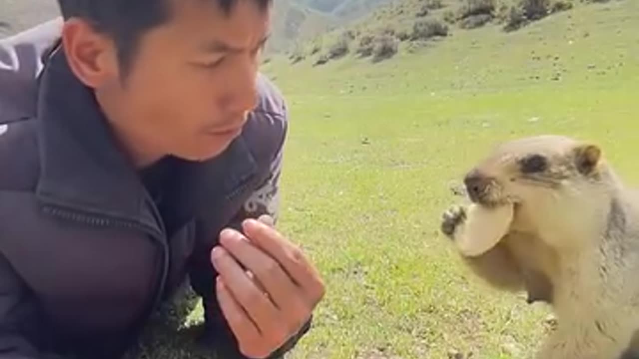 An unexpected friendship of a man and beaver