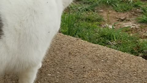 Cat sniffs butt sour face