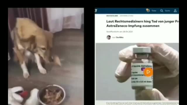 In regards to common sense, dogs beat human beings hands down.