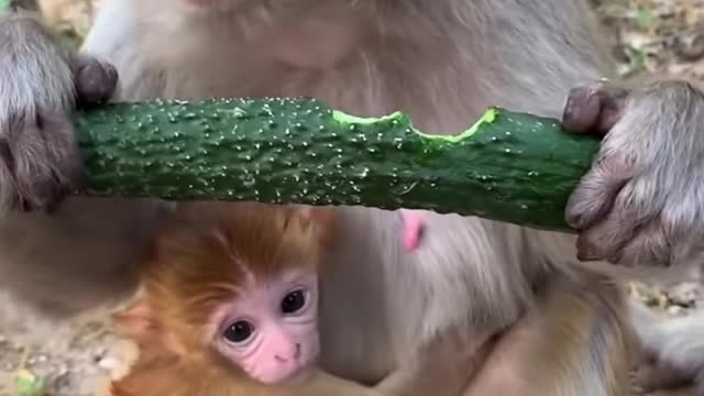 Cute baby monkey awww