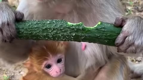 Cute baby monkey awww